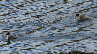 Silvery Grebe