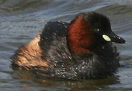 Little Grebe