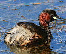 Little Grebe