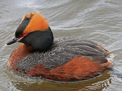 Horned Grebe