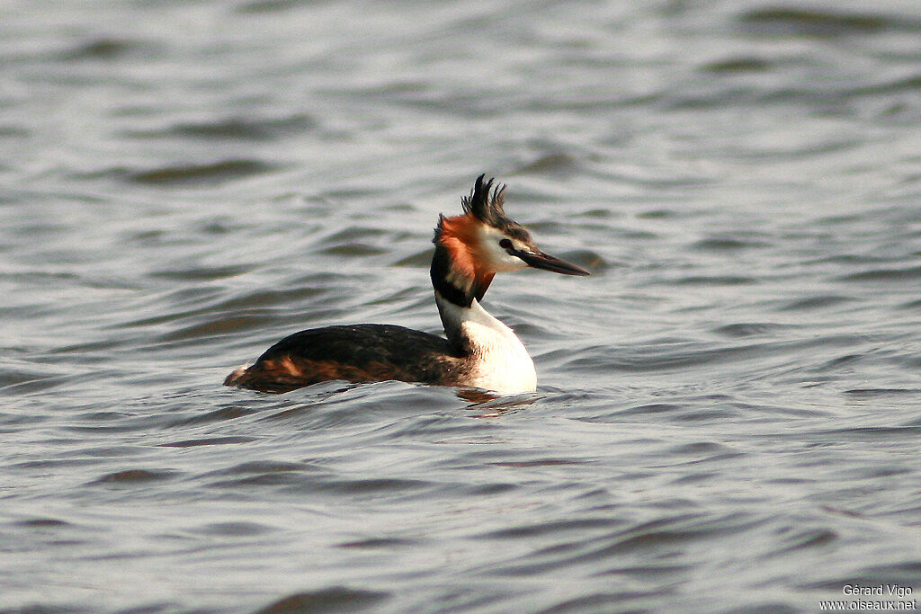 Great Crested Grebeadult