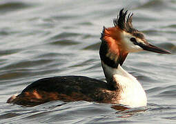 Great Crested Grebe