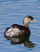 Least Grebe