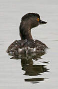 Least Grebe