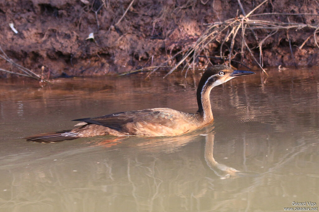 African Finfootadult