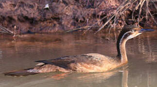 African Finfoot