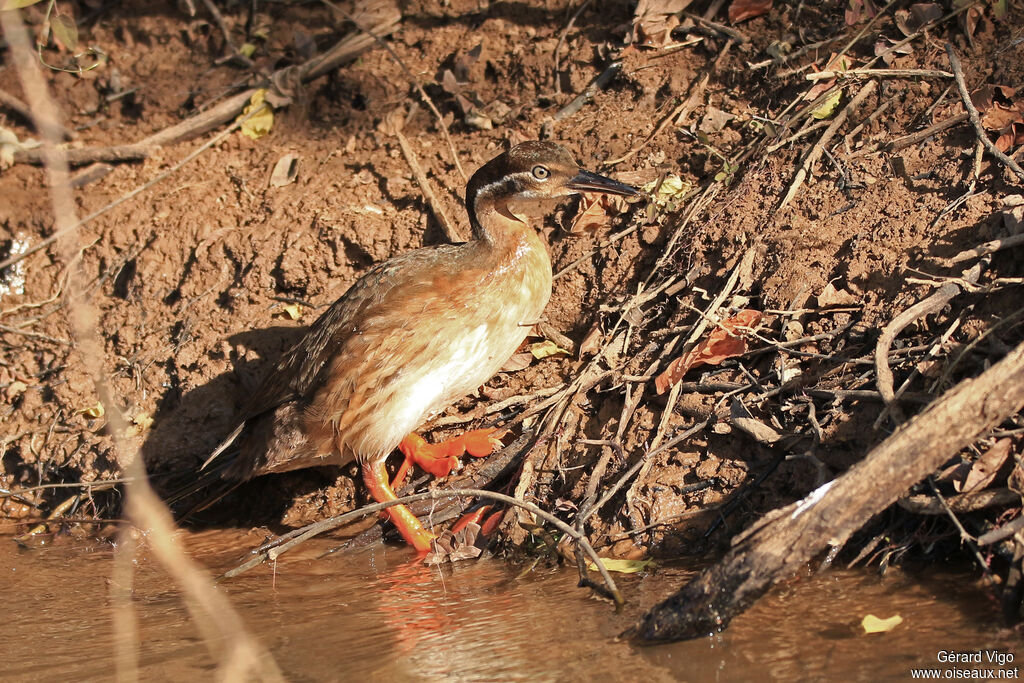 African Finfootadult