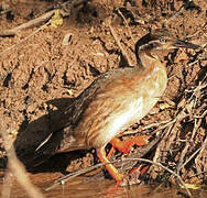 African Finfoot