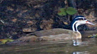 Sungrebe