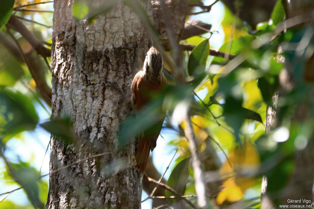 Narrow-billed Woodcreeperadult