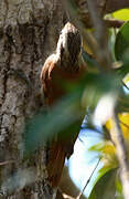 Narrow-billed Woodcreeper