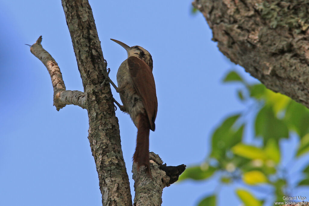 Narrow-billed Woodcreeperadult