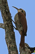 Narrow-billed Woodcreeper