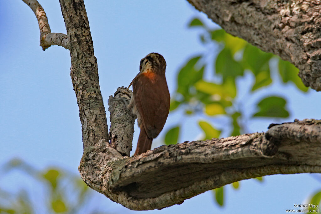 Narrow-billed Woodcreeperadult