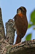 Narrow-billed Woodcreeper