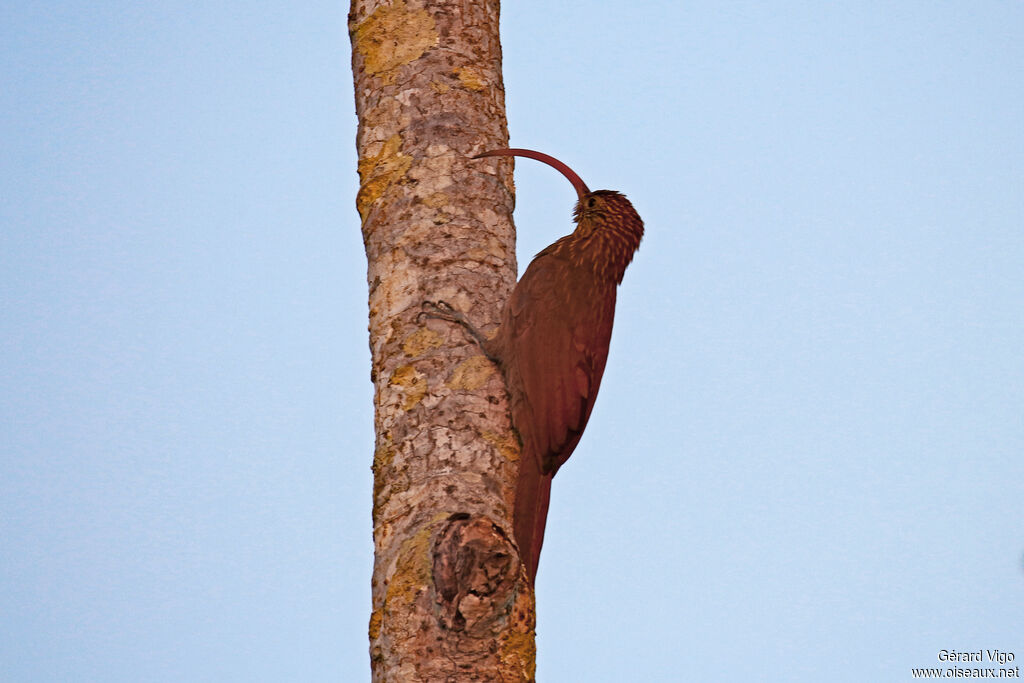 Red-billed Scythebilladult