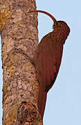 Red-billed Scythebill