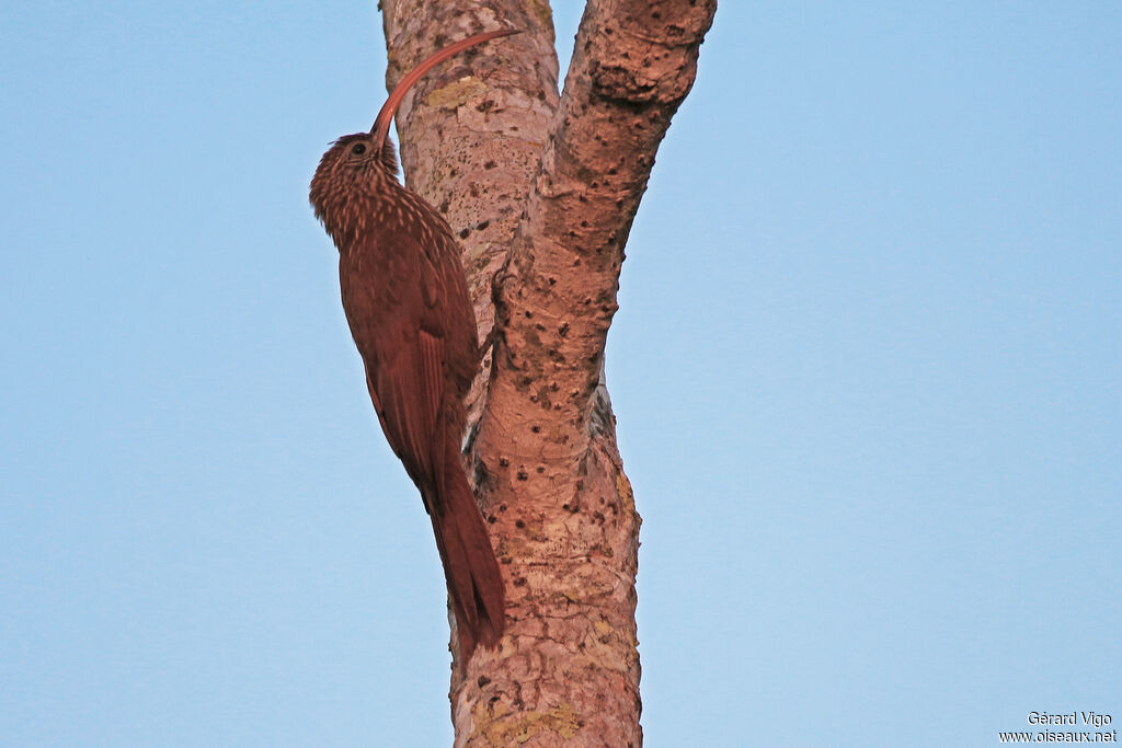 Red-billed Scythebilladult