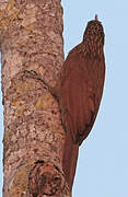 Red-billed Scythebill