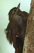 Wedge-billed Woodcreeper