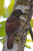 Cocoa Woodcreeper