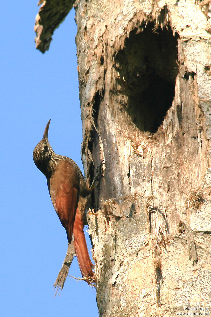 Streak-headed Woodcreeperadult