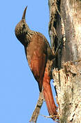 Streak-headed Woodcreeper