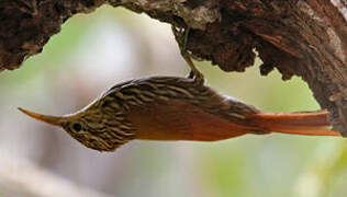 Streak-headed Woodcreeper