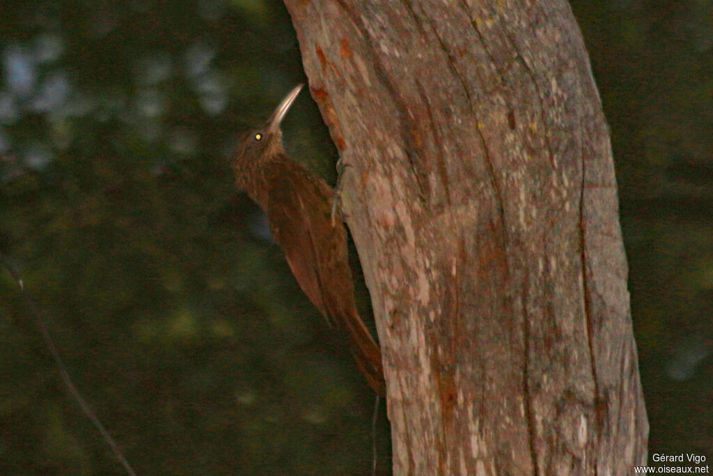 Buff-throated Woodcreeperadult