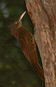 Buff-throated Woodcreeper