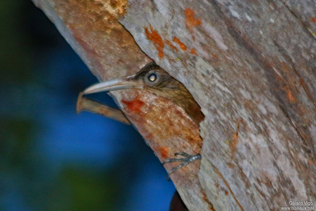 Buff-throated Woodcreeperadult