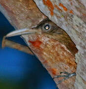 Buff-throated Woodcreeper