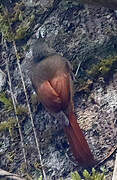 Olivaceous Woodcreeper