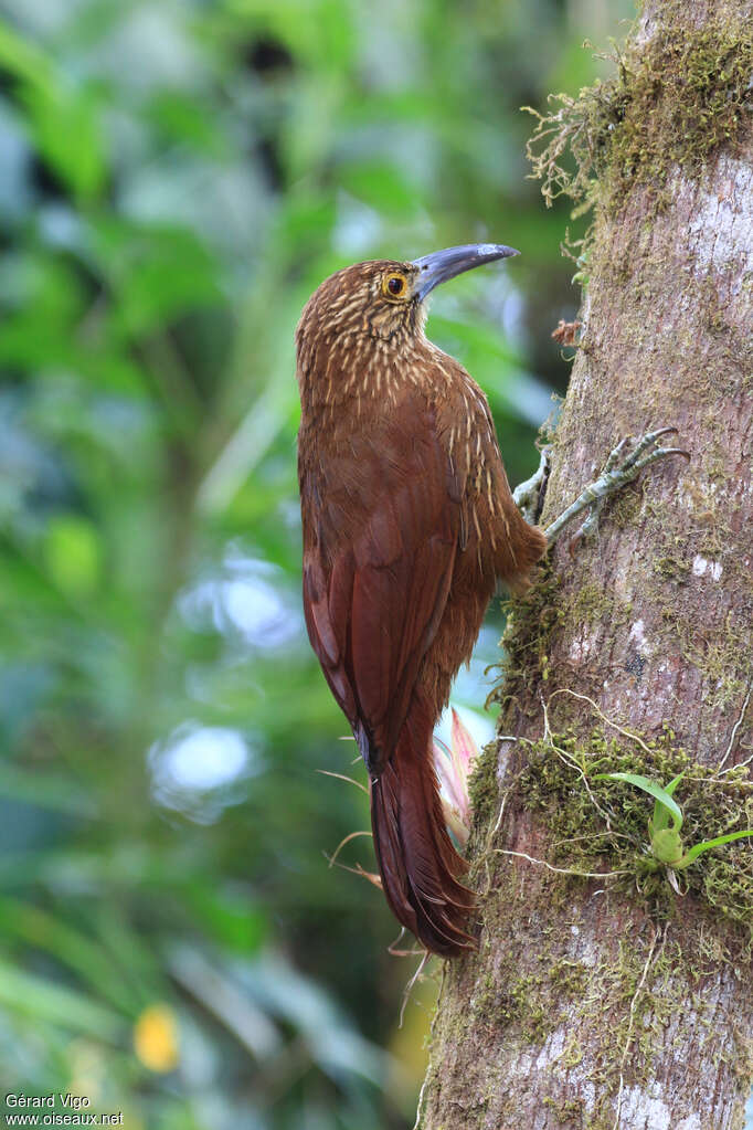 Strong-billed Woodcreeperadult