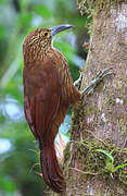 Strong-billed Woodcreeper