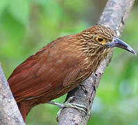 Strong-billed Woodcreeper