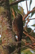 Montane Woodcreeper