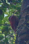 Long-billed Woodcreeper