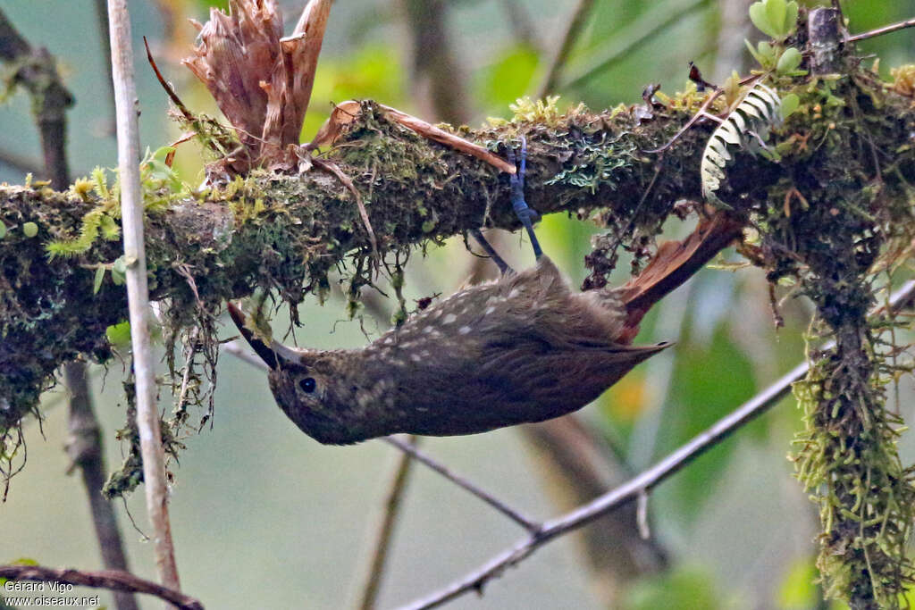 Spotted Woodcreeperadult, pigmentation, fishing/hunting, Behaviour