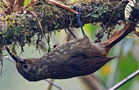 Spotted Woodcreeper