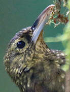 Spotted Woodcreeper