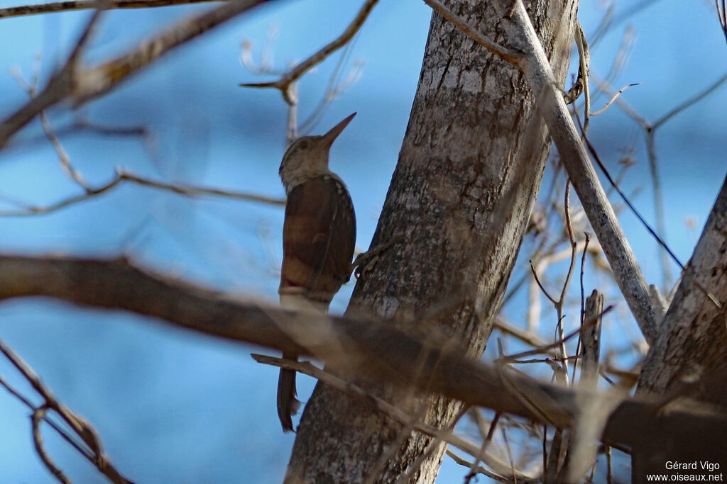 Straight-billed Woodcreeperadult