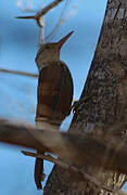 Straight-billed Woodcreeper