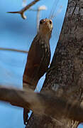 Straight-billed Woodcreeper