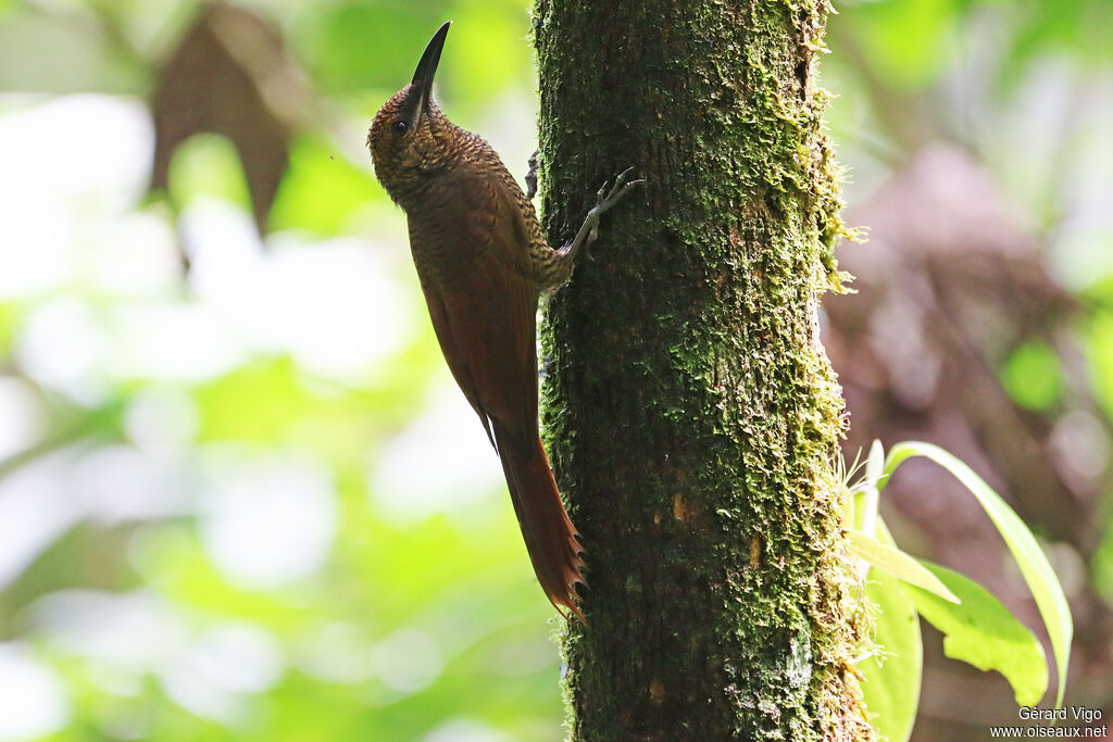 Northern Barred Woodcreeperadult