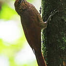 Grimpar vermiculé