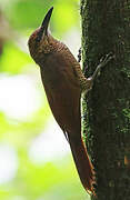 Northern Barred Woodcreeper