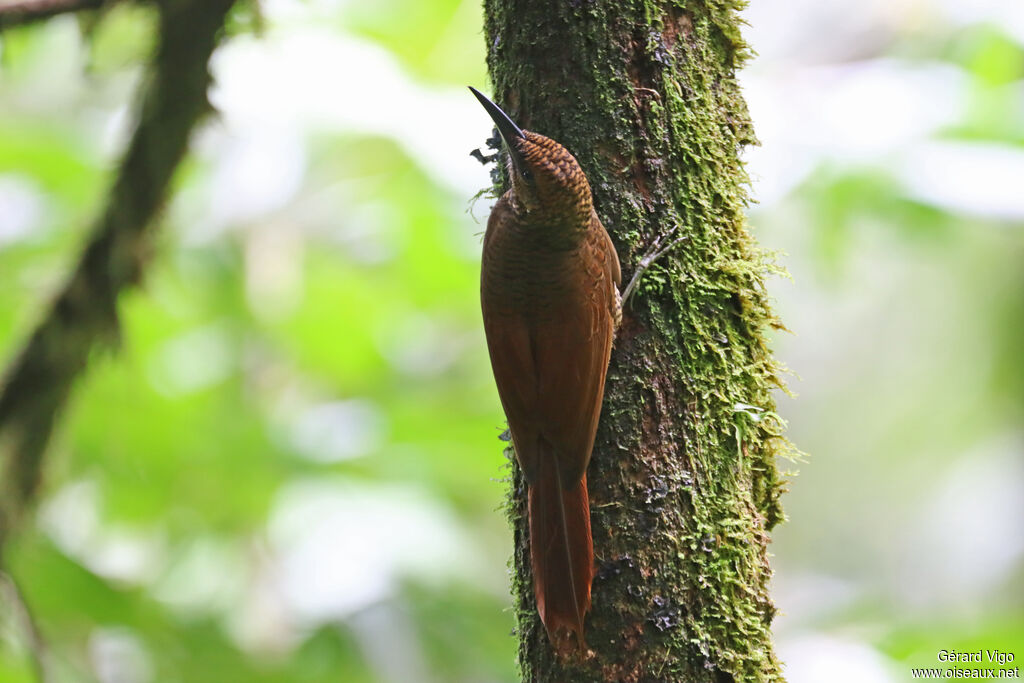 Northern Barred Woodcreeperadult