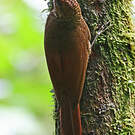Grimpar vermiculé