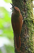 Northern Barred Woodcreeper